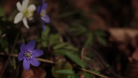 Blue anemone Video stock 263726454