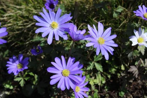 Blue anemone in the spring Stock Photos