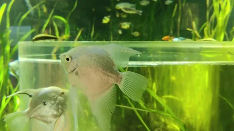 BLUE ANGEL FISH Stock Footage 231541145