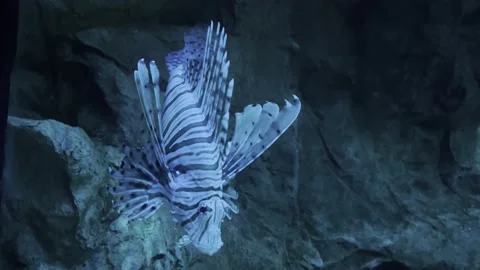 The Blue Angelfish Stock Footage 238379548