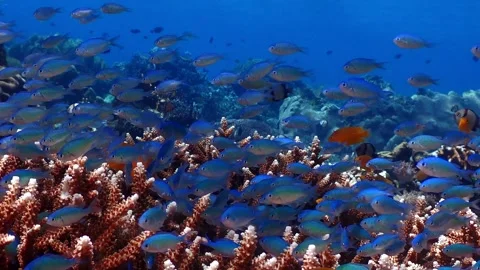 Blue anthias 4K Stock Footage 331276523