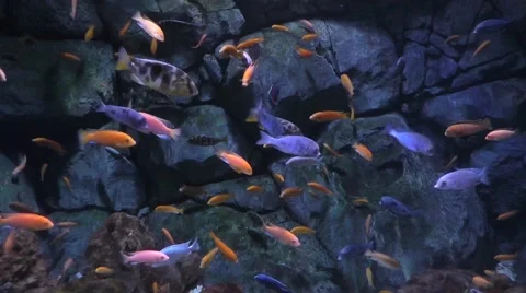 Blue aqua Stock Footage 40542948