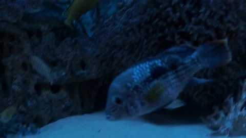 Blue aquarium with ribbed floating Stock Footage 136815096