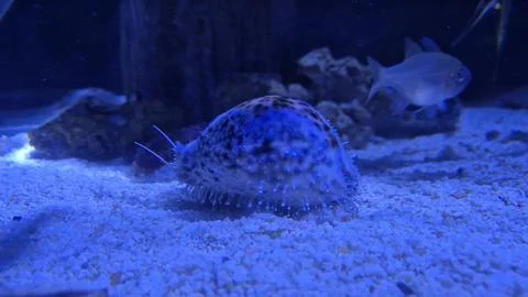 Blue aquarium shellfish on sandy seabed Stock Photos