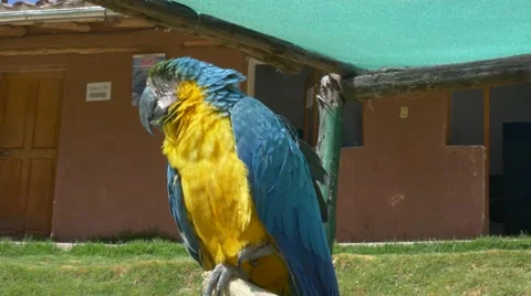 Blue Ara Stock-Footage 68373463