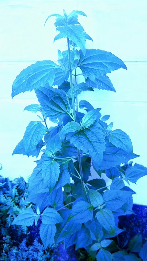 Blue Art of Leaves, Vertical Video stock 304431315