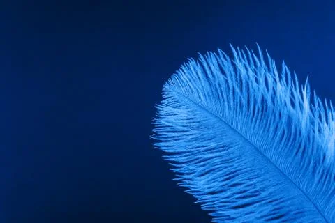 Blue artificial feather close up 库存照片