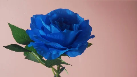 Blue artificial rose flower underwater moving Stock Footage 129398514