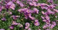 Blue aster flowerbed close up at sunny day 4k or 4k+ Resolution