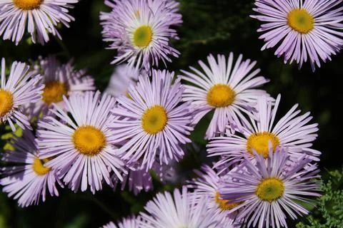 A blue aster Stock Photos