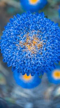 Blue aster. view from above Stock Photos