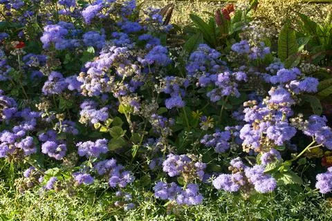 Blue asters on the flower bed Stock Photos