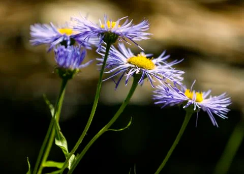 Blue Asters in the Tetons Stock Photos