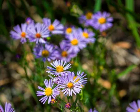 Blue Asters in the Tetons Stock Photos