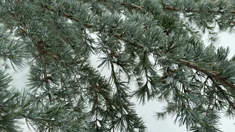 Blue Atlas Cedar Branches Catch Falling Snow in a Winter Landscape Stock Footage 329455805