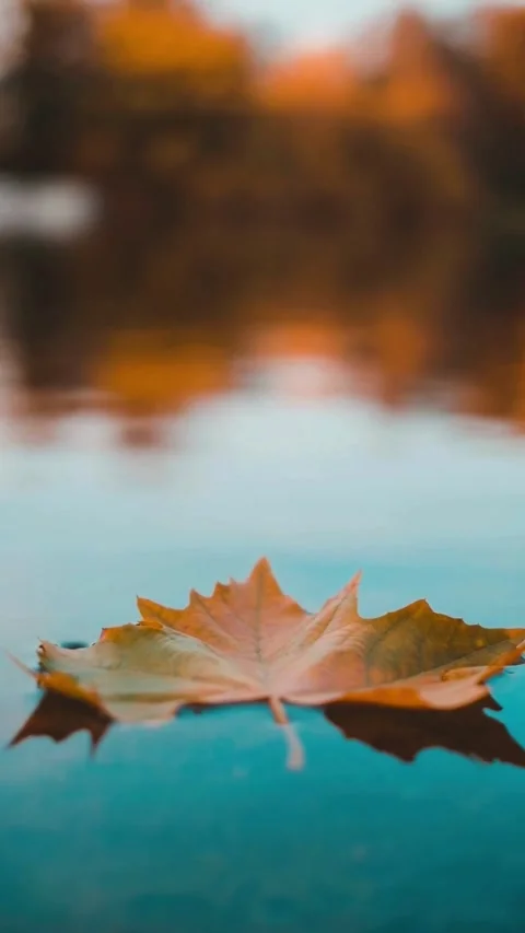 Blue Autumn Cinematic Stock Footage 254265649