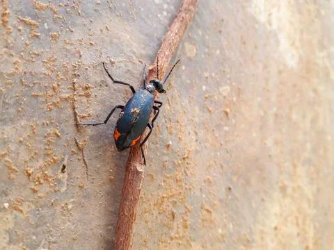 Blue Backbone Insect Foto stock