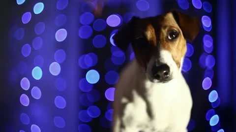 Blue Background and dog Stock Footage 10996851