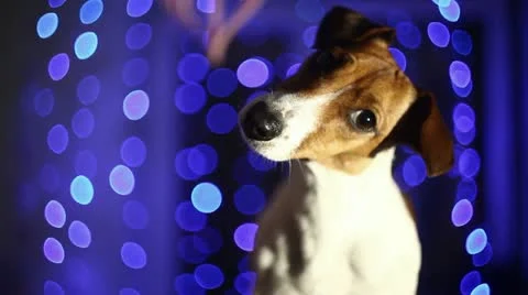 Blue Background and dog Stock Footage 10997290
