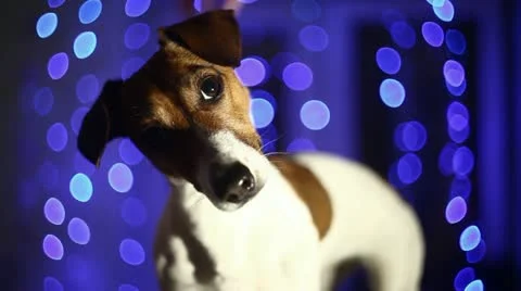 Blue Background and dog Stock Footage 10997318