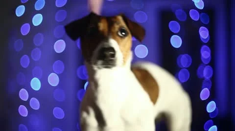 Blue Background and dog Stock Footage 10997876