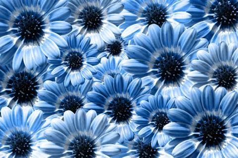 Blue background created from daisy flower bloom Stock Photos