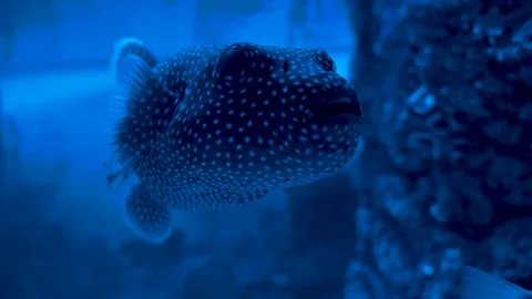 Blue background fish Video stock 94426067
