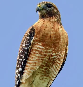 Blue Background Hawk Stock Photos
