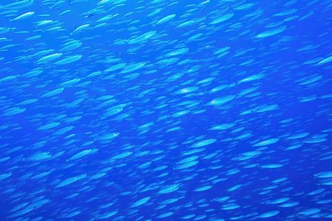 Blue background with large shoal of fish Фото