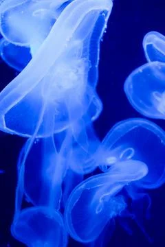 Blue background with moving and dancing Jellyfish. Stock Photos