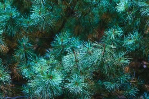 Blue background of pine tree branches Stock-Fotos