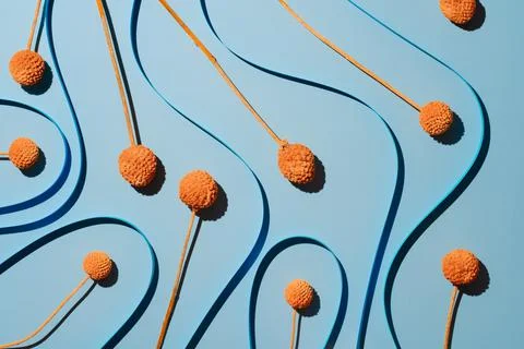 Blue background with soft line stripes with Dry Craspedia Billy Balls Stock Photos