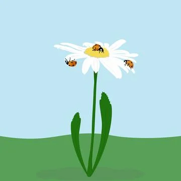 On a blue background, there is a daisy with three ladybugs on its petals. Ilustración de archivo