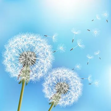 Blue background with two flowers dandelions Stock Illustration