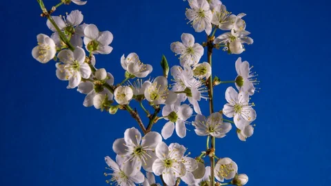On a blue background, white flowers bloom on the branches of the cherry plum, Video stock 128945300