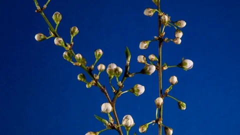 On a blue background, white flowers bloom on the branches of a cherry plum Video stock 128945311