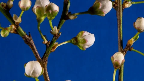 On a blue background, white flowers bloom on the branches of the cherry plum Video stock 128945356
