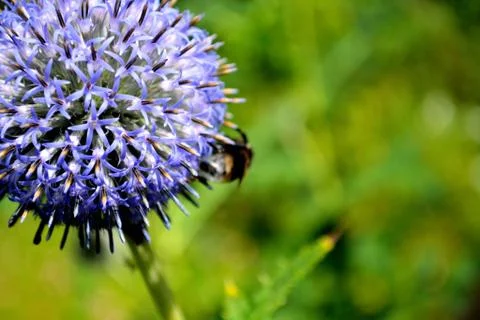 Blue Ball Flower Stock Photos