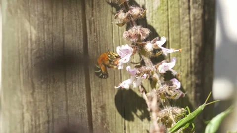 Blue-banded Bee (Amegilla Cingulata) Pollinating Flowers - Close Up Stock-Footage 331038080