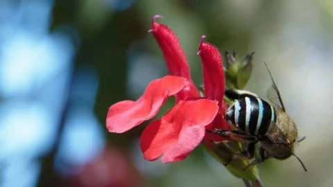 Blue Banded Bee Final 動画素材 87007517