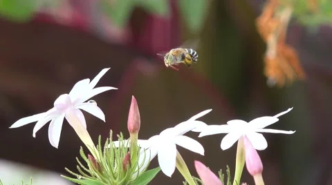 Blue-banded bee hovering over some white flowers Видео 58897420