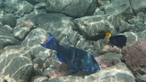 Blue Barred Multi Colored Parrotfish Feeding Among Sea Boulders Coral Reef 스톡 동영상 273724956