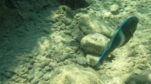 Blue Barred Parrotfish Swims Along the Sea Bed Video stock 274103997