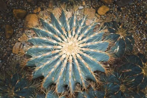 Blue Barrel Cactus Foto stock