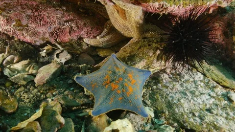 Blue bat starfish Stock Footage 108709771