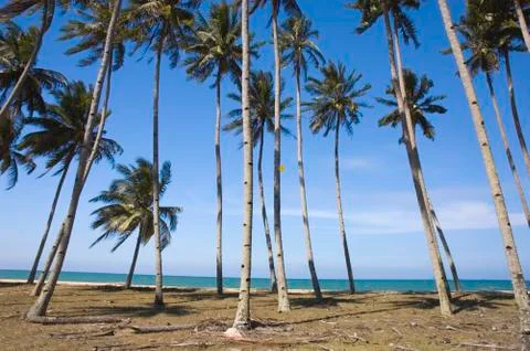 Blue beach with coconut Stock Photos
