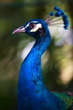 Blue beak 2  Stock Photos