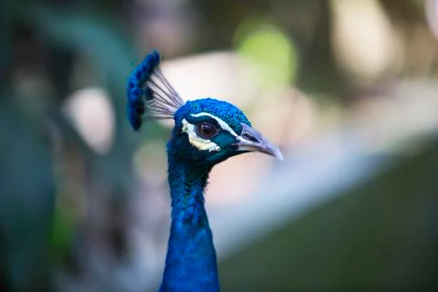 The blue beak 5  Stock Photos