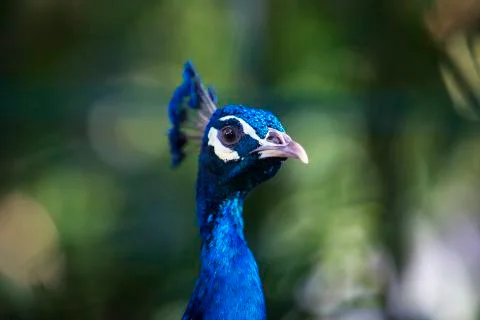 Blue beak  Stock Photos