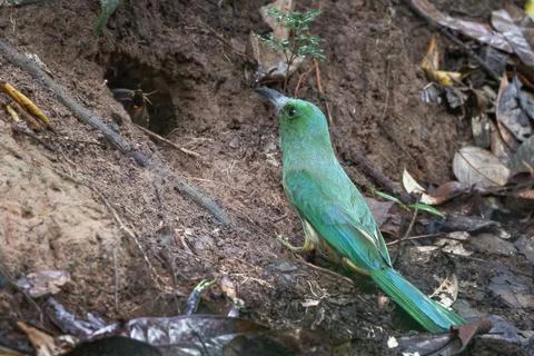 Blue-bearded Bee-eater birds are feeding the young in the hollow. Stock Photos